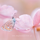 Illustration for article titled Wildlife photos that blur the line between reality and fantasy